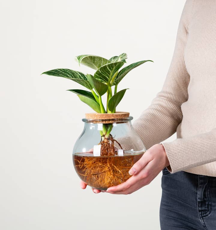 Waterplant Philodendron 'White Wave' im Glas mit Korkdeckel