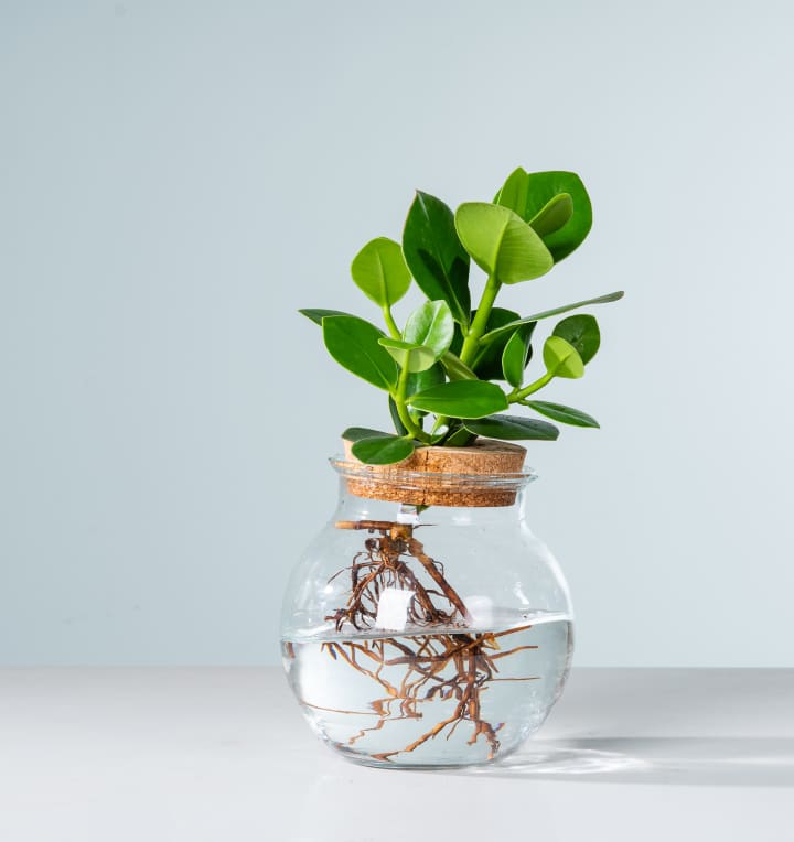 Waterplant Balsamapfel 'Rosea' im Glas