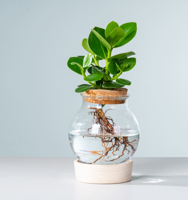 Waterplant Balsamapfel 'Rosea' im Glas mit LED und Korkdeckel