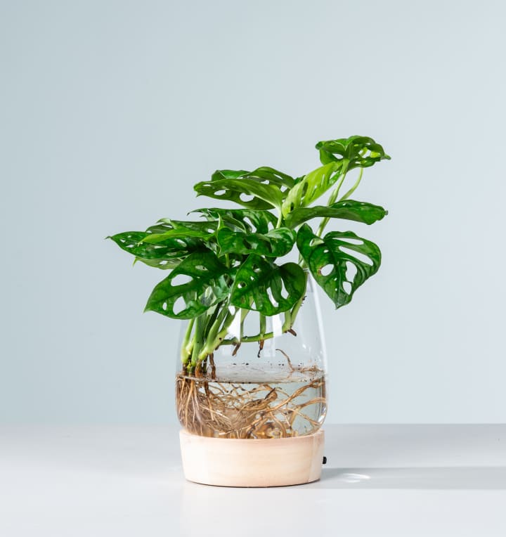 Waterplant Monstera 'Adansonii' im Glas mit LED