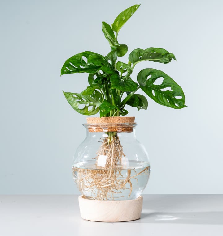 Waterplant Monstera 'Adansonii' im Glas mit LED und Korkdeckel