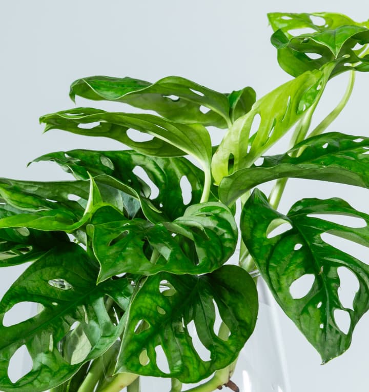 Waterplant Monstera 'Adansonii' im Glas mit LED