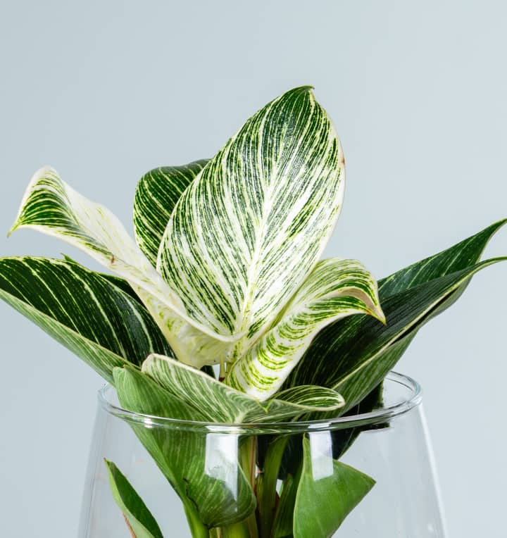 Waterplant Philodendron 'White Wave' im Glas