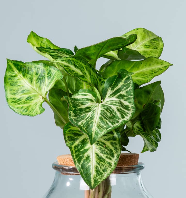 Waterplant Syngonium 'Pixi' im Glas