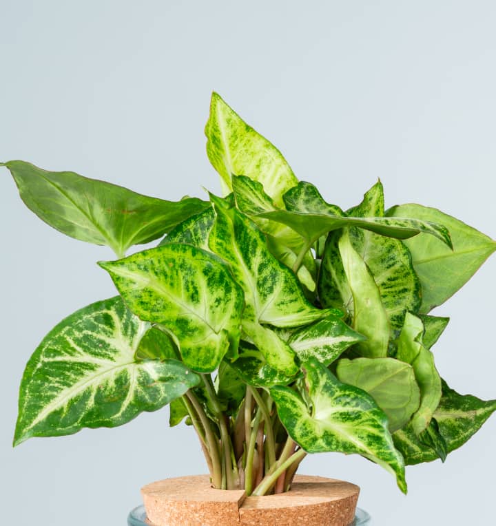 Waterplant Syngonium 'Pixi' im Glas mit LED