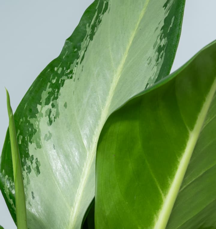 Aglaonema 'Cleopatra'