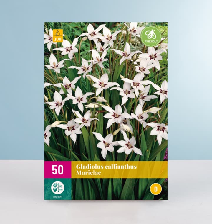 Abessinische Gladiolen 50 Knollen