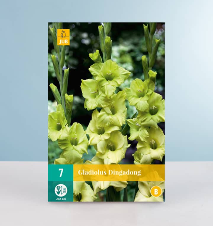 Gladiole 'Dingadong' - 7 Knollen