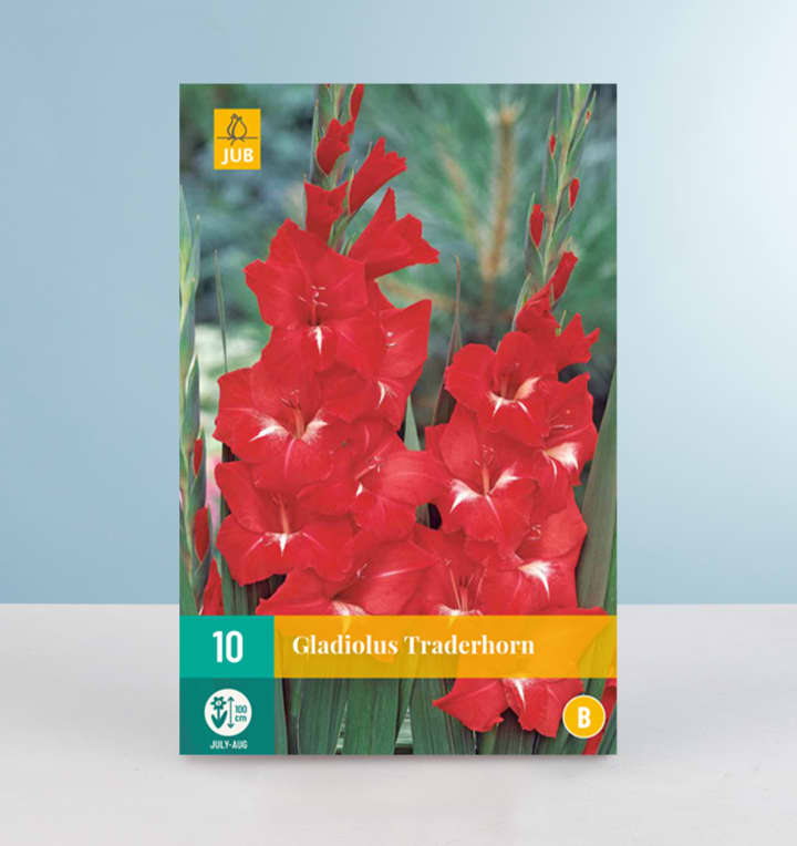 Gladiole 'Traderhorn' - 10 Knollen