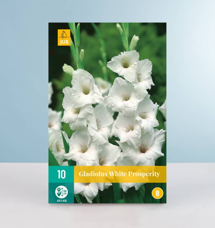 Gladiole 'White Prosperity' - 10 Knollen