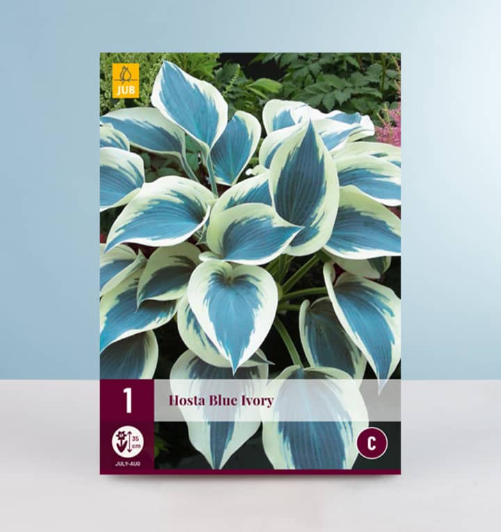 Hosta 'Blue Ivory' - Wurzel