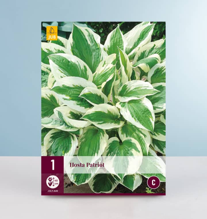 Hosta 'Patriot' - Wurzel