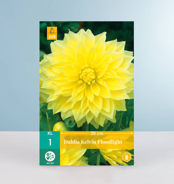 Großblumige Dahlie 'Kelvin Floodlight' - Knolle