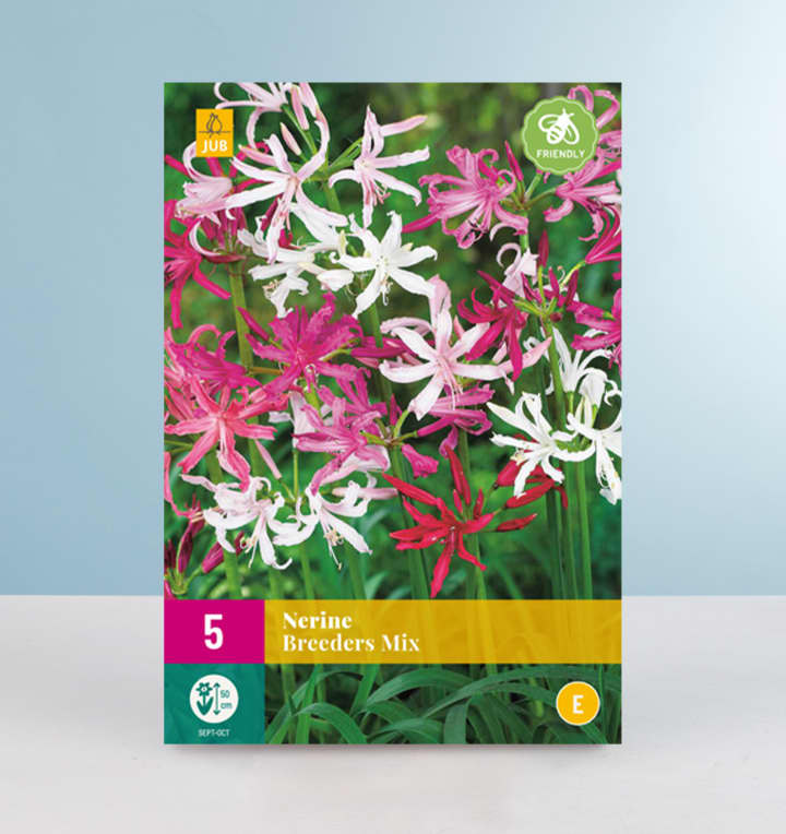 Nerine 'Breeders Mix' - 5 Zwiebeln