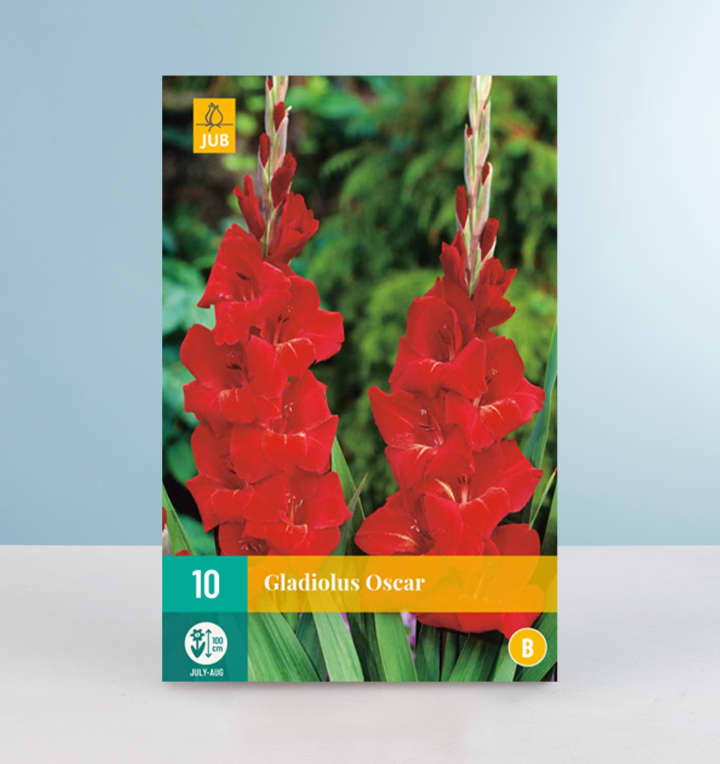 Gladiole 'Oscar' - 10 Knollen