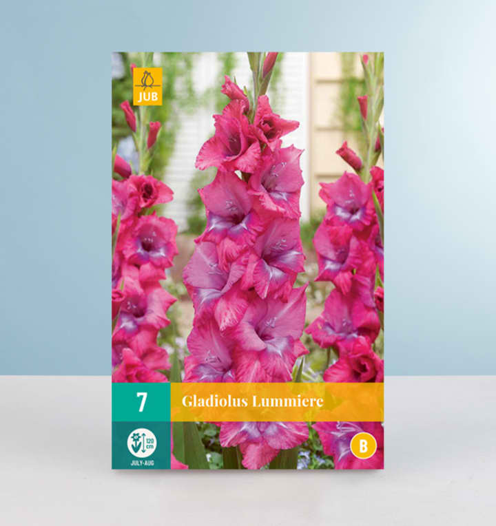 Gladiole 'Lummiere' - 7 Knollen