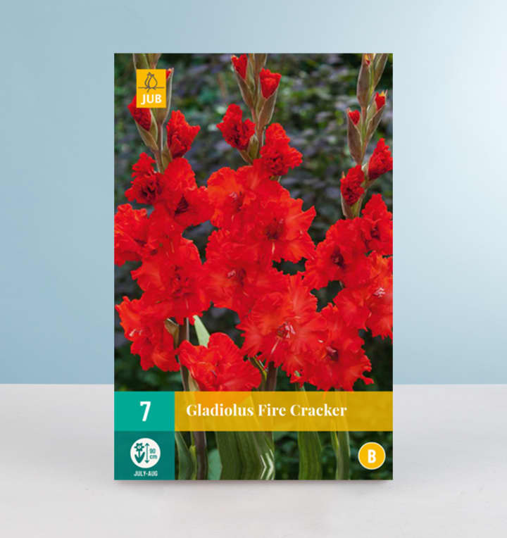 Wave-Gladiole 'Fire Cracker' - 7 Knollen