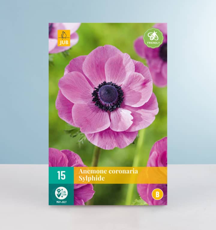 Anemone 'Sylphide' - 15 Knollen