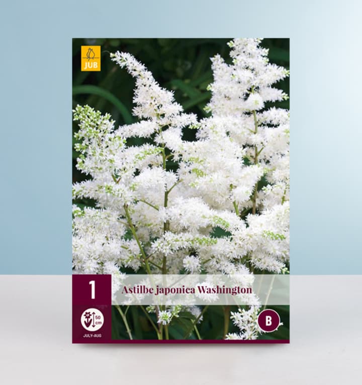 Astilbe 'Washington' - Knolle