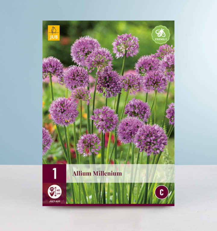 Allium 'Millenium' - Zwiebel