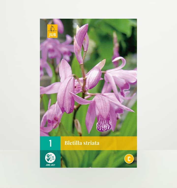 Bletilla 'Striata' - Knolle