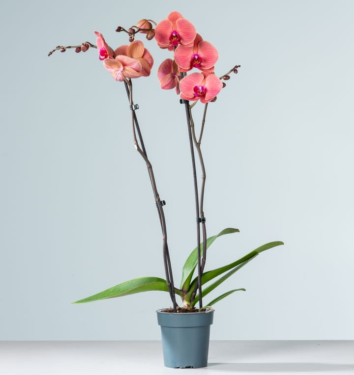 Phalaenopsis 'Asian Coral'