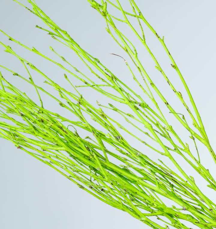 Birkenzweige grün gefärbt 1 Bund