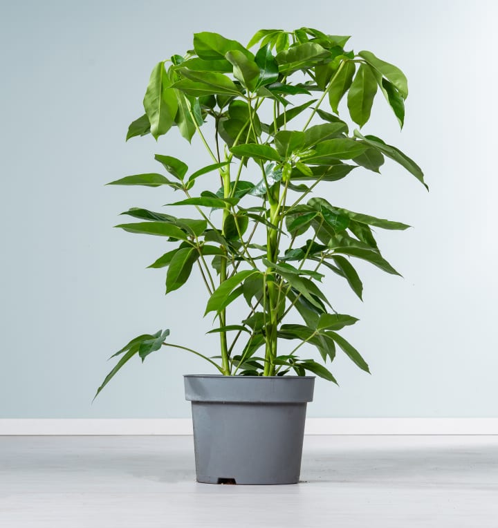 Schefflera 'Amate'