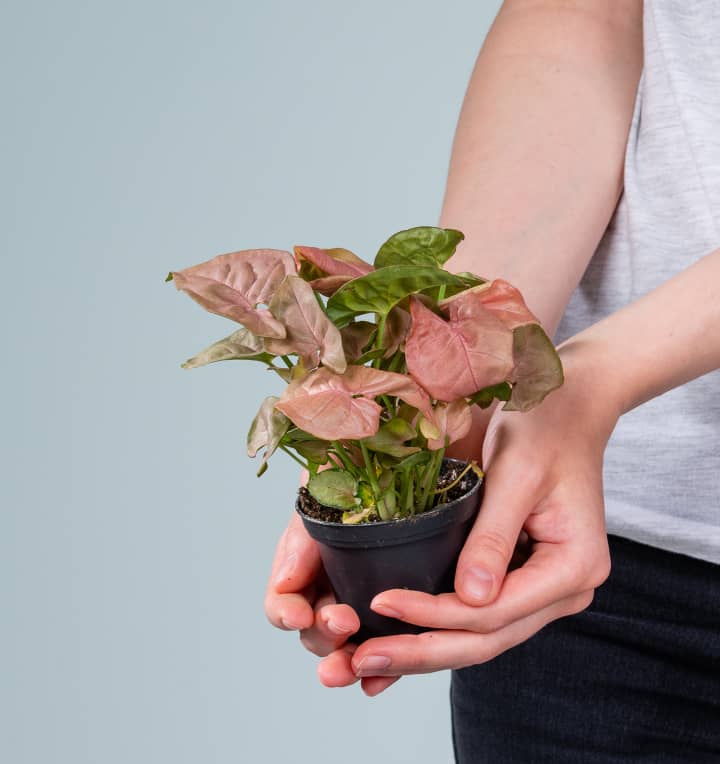 Syngonium 'Neon Robusta'