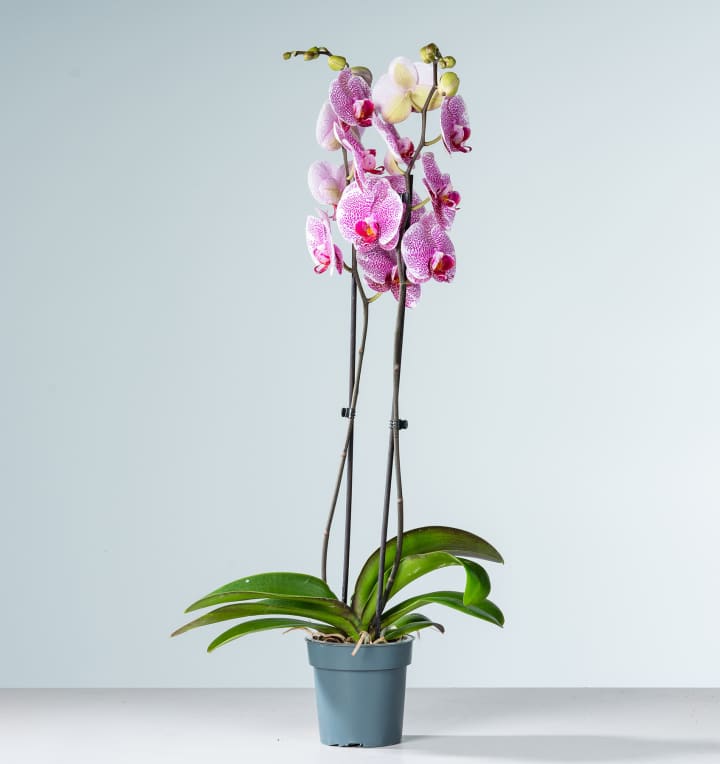 Phalaenopsis 'Pandora'