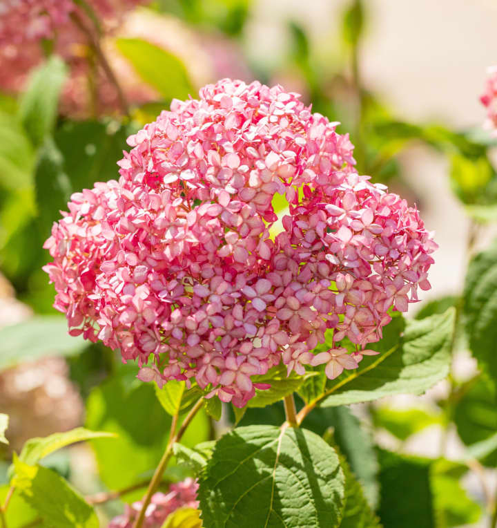 Waldhortensie 'Pink Annabelle®' M