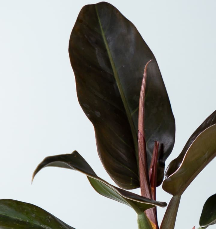 Philodendron 'Imperial Red' S