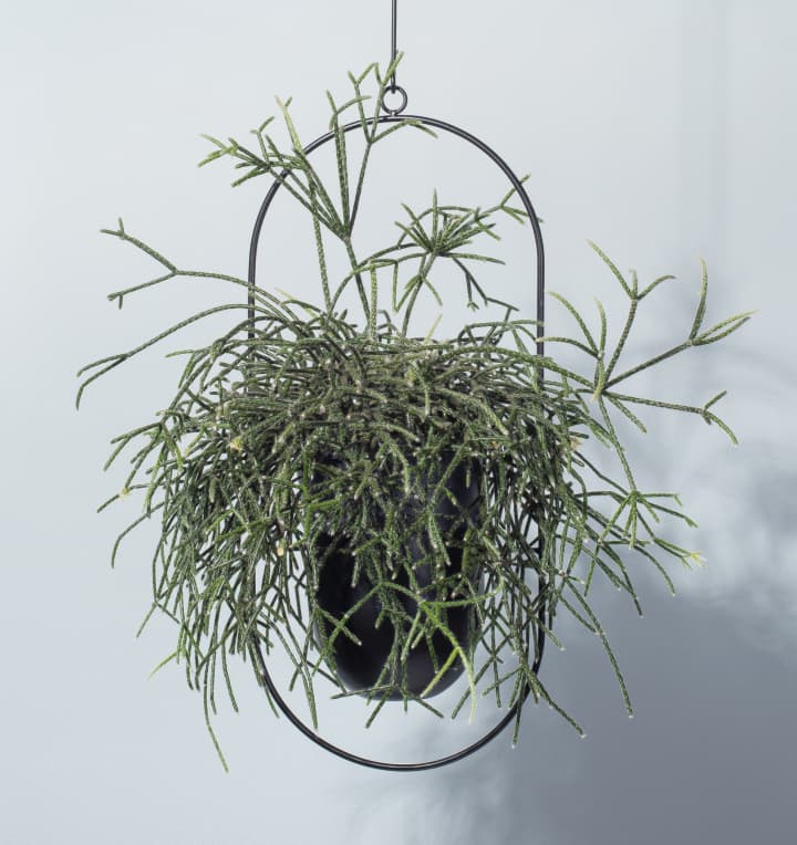 Rhipsalis 'Baccifera'