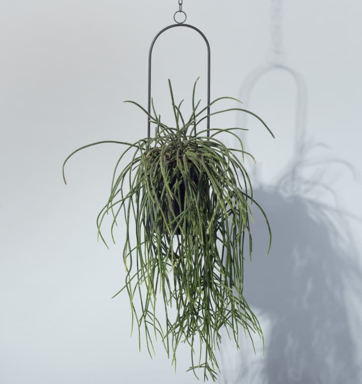 Rhipsalis 'Pilocarpa'