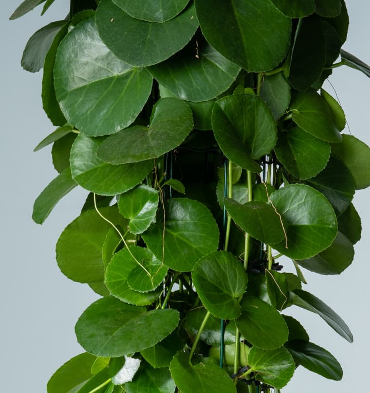 Cissus 'Rotundifolia' mit Pyramiden-Rankhilfe