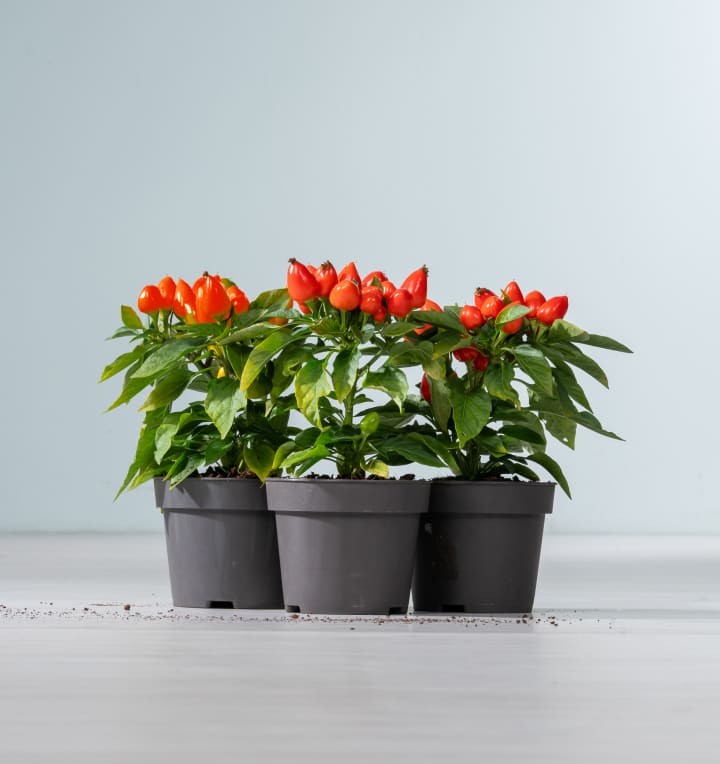 Haftnotizen Apli Orange 7,5 X 7,5 Cm [12 Stück