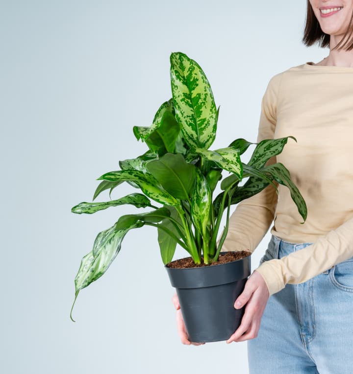 Aglaonema 'Romeo'