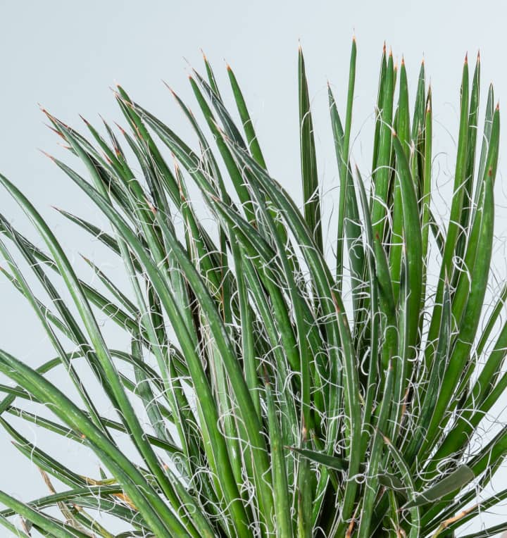 Agave 'Geminiflora'