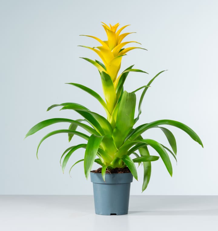 Guzmania 'Suerte Yellow'