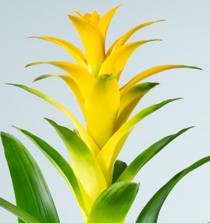 Guzmania 'Suerte Yellow'