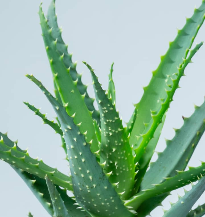 Aloe 'Arborescens' S