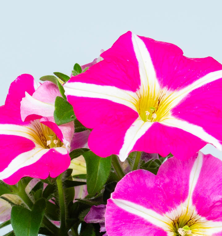 Petunien 'Peppy' Mix 6 Stück