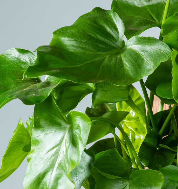 Philodendron 'Selloum'