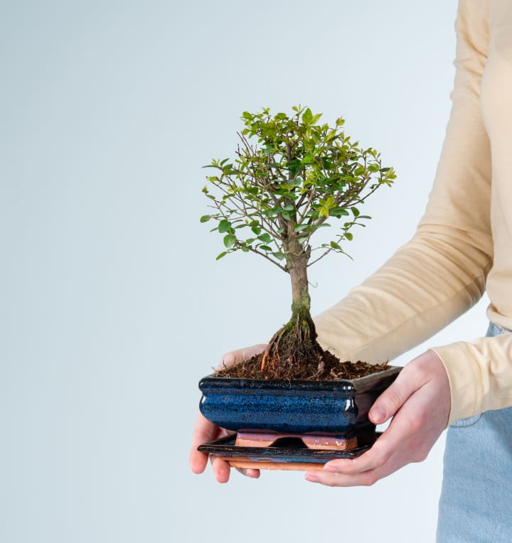 Segeretia Bonsai 'Traditional'