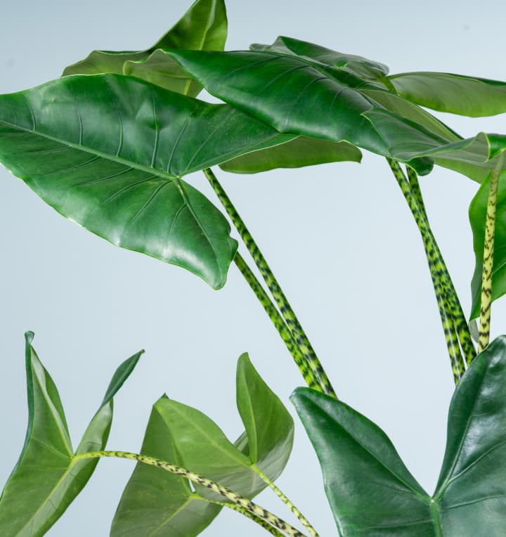 Alocasia 'Zebrina' XL