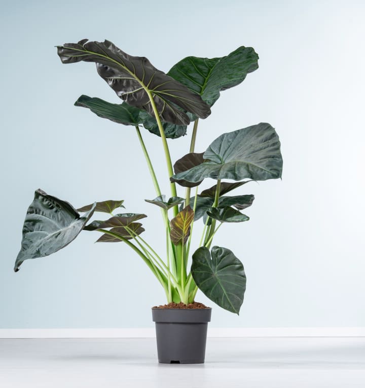 Alocasia 'Regal Shield' L