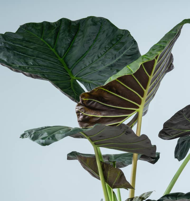 Alocasia 'Regal Shield' XL