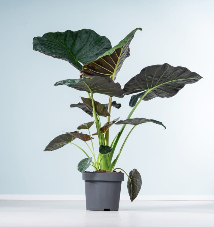 Alocasia 'Regal Shield' XL