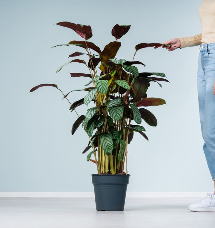 Calathea 'Green Flag' L