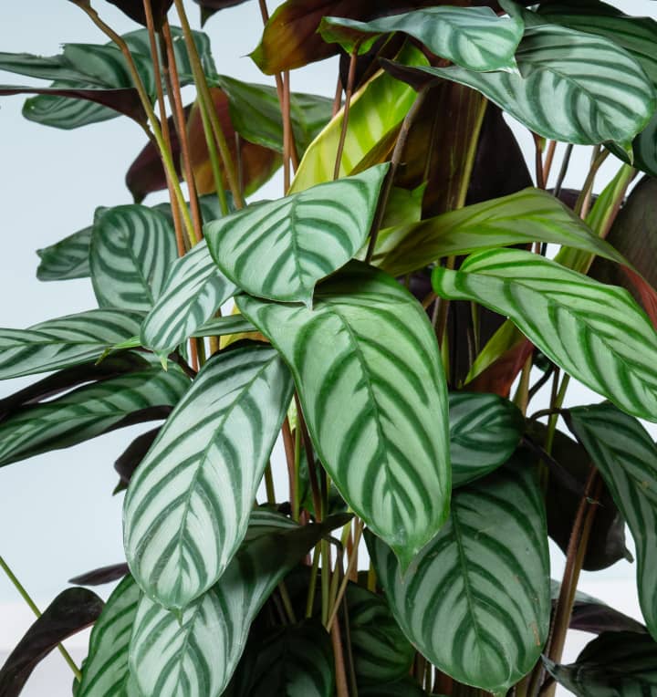 Calathea 'Green Flag' M